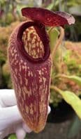 BE3452 N. klossii – confirmed true clone