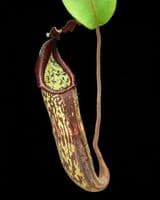 BE3465 N. zakriana ‘Mamut Copper Mine’ – assorted clones