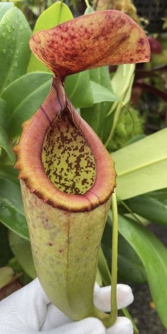 BE3473 N. merrilliana x campanulata