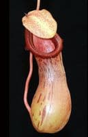 BE3479 N. ventricosa x burkei – selected clone
