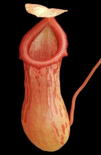 BE3479 N. ventricosa x burkei – selected clone