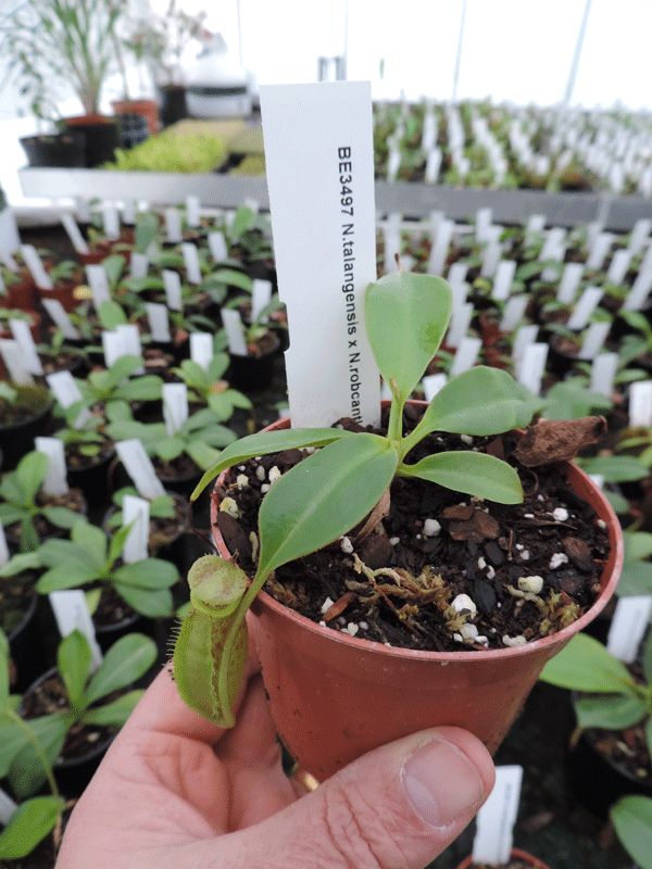 N.talangensis x N.robcantleyi | Nepenthes Monkey Cup