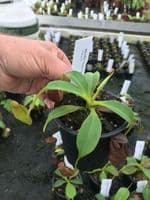 N.talangensis x N.robcantleyi | Nepenthes Monkey Cup