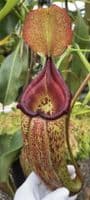 N.talangensis x N.robcantleyi | Nepenthes Monkey Cup