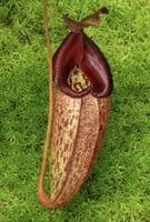 N.talangensis x N.robcantleyi | Nepenthes Monkey Cup