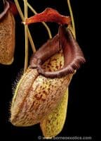 N.talangensis x N.robcantleyi | Nepenthes Monkey Cup