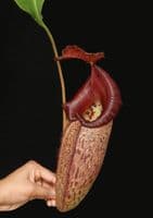 N.talangensis x N.robcantleyi | Nepenthes Monkey Cup