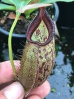 N.talangensis x N.robcantleyi | Nepenthes Monkey Cup