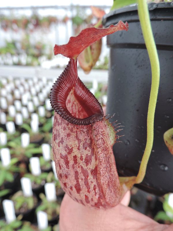 N.talangensis x N.robcantleyi | Nepenthes Monkey Cup