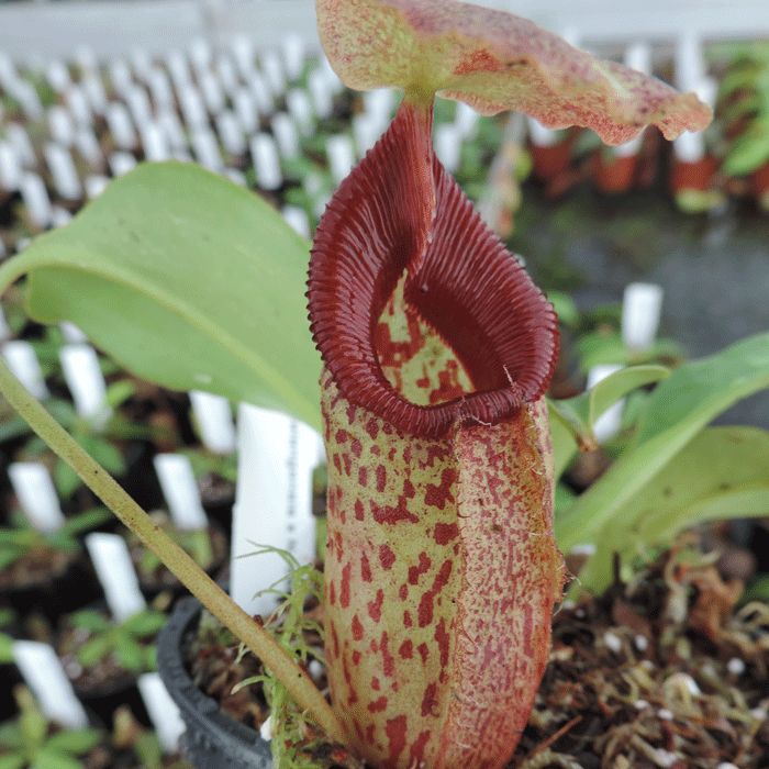 N.talangensis x N.robcantleyi | Nepenthes Monkey Cup