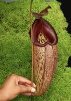 N.talangensis x N.robcantleyi | Nepenthes Monkey Cup