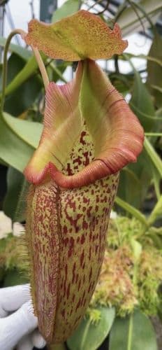 BE3497 N.talangensis x N.robcantleyi
