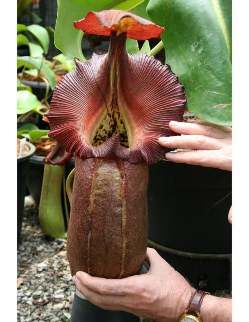 BE3517 N.Robcantleyi Small