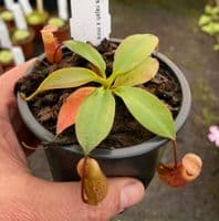 Nepenthes rajah x mira | Nepenthes Monkey Cup