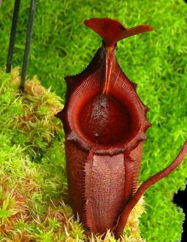 BE3518 Nepenthes rajah x mira
