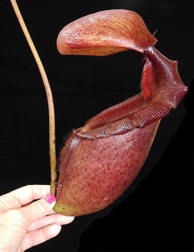 BE3518 Nepenthes rajah x mira