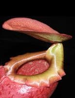 BE3542 N. sibuyanensis x merrilliana