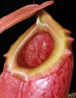 BE3542 N. sibuyanensis x merrilliana