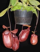 BE3542 N. sibuyanensis x merrilliana