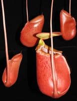 BE3542 N. sibuyanensis x merrilliana