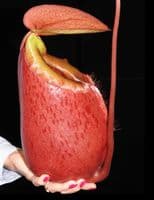 BE3542 N. sibuyanensis x merrilliana