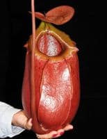 BE3542 N. sibuyanensis x merrilliana