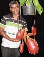 BE3542 N. sibuyanensis x merrilliana