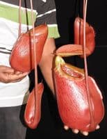 BE3542 N. sibuyanensis x merrilliana