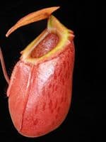 BE3542 N. sibuyanensis x merrilliana