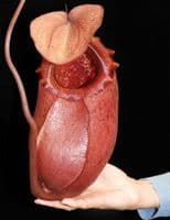 BE3542 N. sibuyanensis x merrilliana