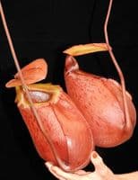 BE3542 N. sibuyanensis x merrilliana