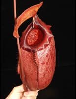 BE3542 N. sibuyanensis x merrilliana