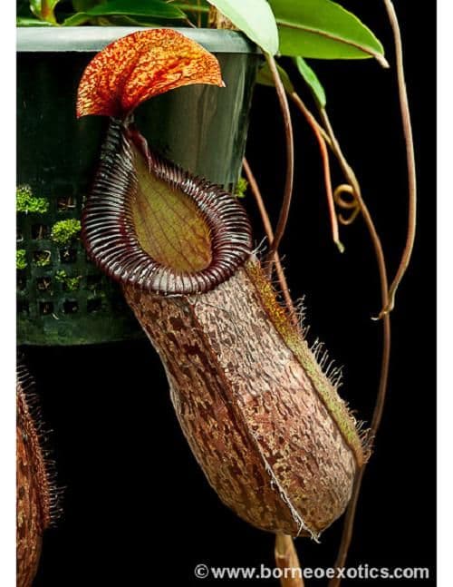 BE3562 N. sibuyanensis x hamata