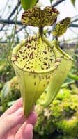 N.burbridgae x N. campanulata | Nepenthes Monkey Cup