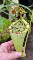 N.burbridgae x N. campanulata | Nepenthes Monkey Cup