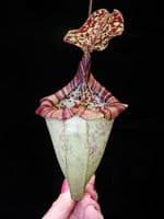 N.burbridgae x N. campanulata | Nepenthes Monkey Cup