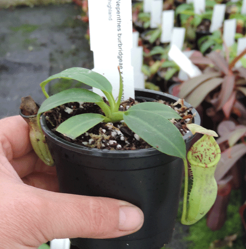 N.burbridgae x N. campanulata | Nepenthes Monkey Cup