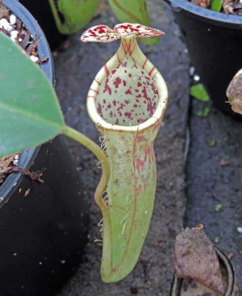 N.burbridgae x N. campanulata | Nepenthes Monkey Cup
