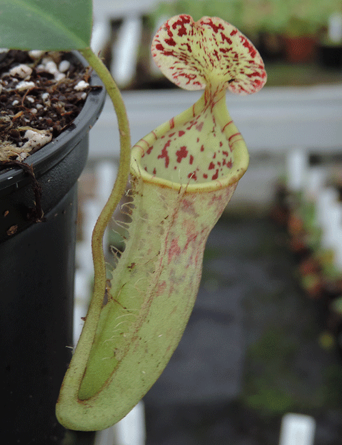 N.burbridgae x N. campanulata | Nepenthes Monkey Cup