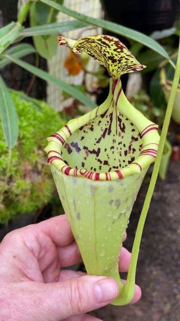N.burbridgae x N. campanulata | Nepenthes Monkey Cup