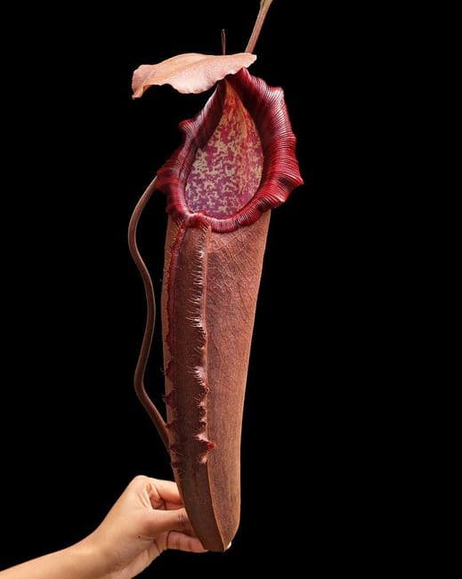 N.densiflora x N.robcantleyi | Nepenthes Monkey Cup