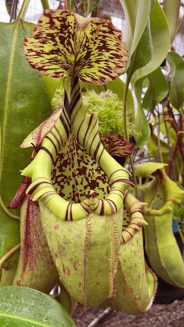 BE3577 N.burbidgeae x N. robcantleyi