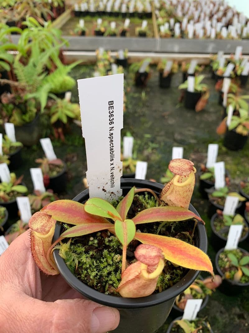 BE3636 N spectabilis x N veitchii