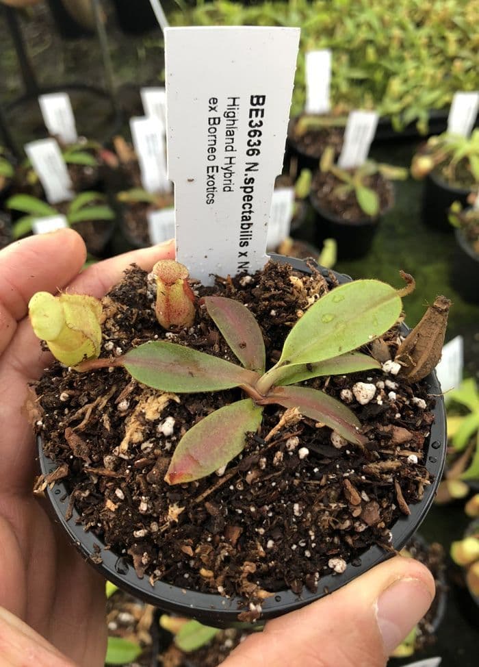 BE3636 N spectabilis x N veitchii