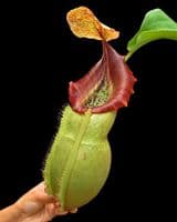 BE3648 N.spatulata x N.veitchii