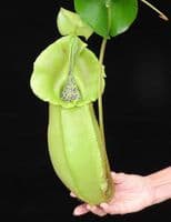 BE3648 N.spatulata x N.veitchii