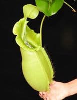 BE3648 N.spatulata x N.veitchii