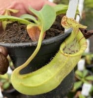 BE3648 N.spatulata x N.veitchii