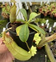 BE3648 N.spatulata x N.veitchii