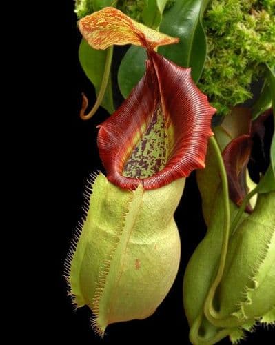 BE3648 N.spatulata x N.veitchii